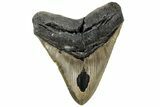 Fossil Megalodon Tooth - North Carolina #221816-1